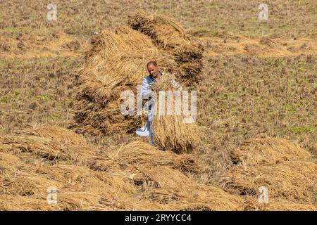 Pulwama, India. 2 ottobre 2023. Un agricoltore Kashmiri porta pezzetti di fieno per fare balle di fieno in una risaia durante la stagione della raccolta delle risaie nel distretto di Pulwama, a sud di Srinagar. Il Paddy è il raccolto più coltivato in Jammu e Kashmir. Viene seminato nel mese di giugno e raccolto in settembre-ottobre. Credito: SOPA Images Limited/Alamy Live News Foto Stock