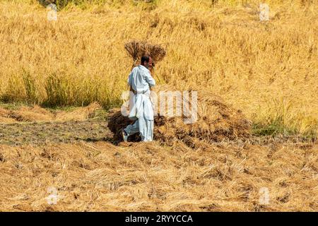 Pulwama, India. 2 ottobre 2023. Un agricoltore Kashmiri porta pezzetti di fieno per fare balle di fieno in una risaia durante la stagione della raccolta delle risaie nel distretto di Pulwama, a sud di Srinagar. Il Paddy è il raccolto più coltivato in Jammu e Kashmir. Viene seminato nel mese di giugno e raccolto in settembre-ottobre. Credito: SOPA Images Limited/Alamy Live News Foto Stock