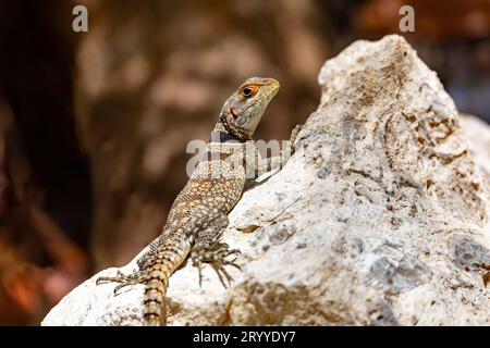 Madagascar Swift di Cuvier, Oplurus cuvieri, Tsingy de Bemaraha. Fauna selvatica del Madagascar Foto Stock