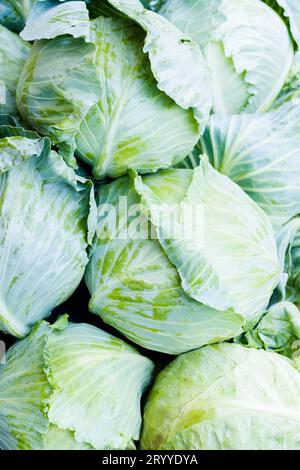 Cavolo Foto Stock