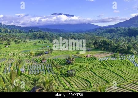 Risaie nella valle di Sidemen con il monte Agung sullo sfondo, Bali, Indonesia Foto Stock