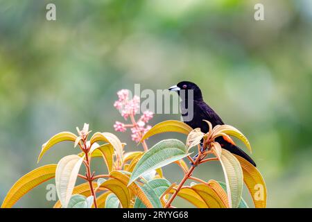 Tanager rumped scarlatto - Ramphocelus passerinii Foto Stock