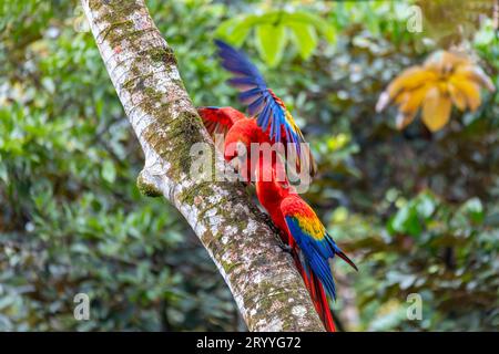 Scarlatto macaw, Ara macao, Quepos Costa Rica. Foto Stock
