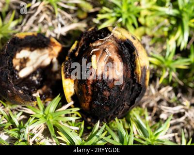 Noce nero, quando infestato dalla mosca di noce, il guscio diventa nero e mushy. I vermi della mosca della frutta mangiano il guscio dall'interno Foto Stock