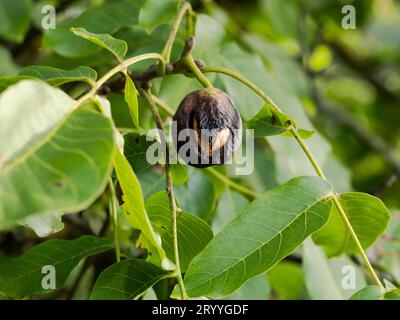 Noce nero, quando infestato dalla mosca di noce, il guscio diventa nero e mushy. I vermi della mosca della frutta mangiano il guscio dall'interno Foto Stock
