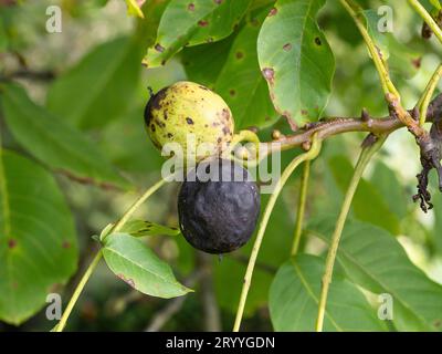 Noce nero, quando infestato dalla mosca di noce, il guscio diventa nero e mushy. I vermi della mosca della frutta mangiano il guscio dall'interno Foto Stock