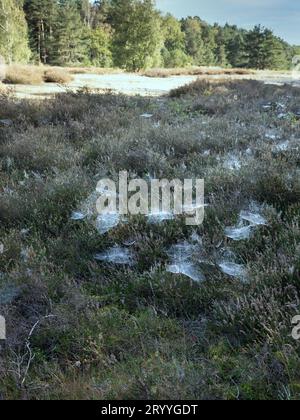 tessitore di fogli (Linyphiidae), ragnatela del ragno di baldacchino bagnata dalla rugiada mattutina nella brughiera, Senne, Renania settentrionale-Vestfalia, Germania Foto Stock