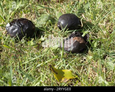 Noce nero, quando infestato dalla mosca di noce, il guscio diventa nero e mushy. I vermi della mosca della frutta mangiano il guscio dall'interno Foto Stock