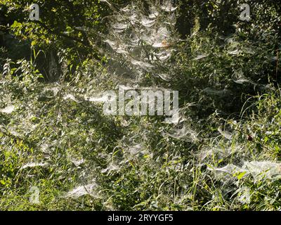 tessitore di fogli (Linyphiidae), ragnatele del ragno baldacchino e ragno incrociato del giardino bagnato dalla rugiada mattutina in una siepe, Renania settentrionale-Vestfalia Foto Stock