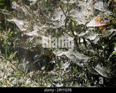 tessitore di fogli (Linyphiidae), ragnatele del ragno baldacchino e ragno incrociato del giardino bagnato dalla rugiada mattutina in una siepe, Renania settentrionale-Vestfalia Foto Stock