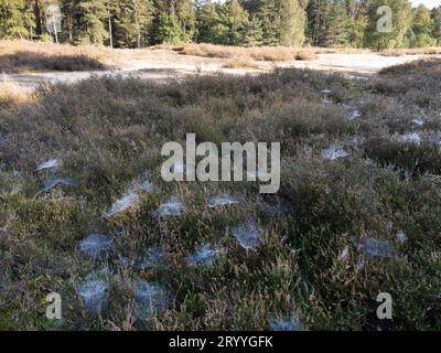 tessitore di fogli (Linyphiidae), ragnatela del ragno di baldacchino bagnata dalla rugiada mattutina nella brughiera, Senne, Renania settentrionale-Vestfalia, Germania Foto Stock