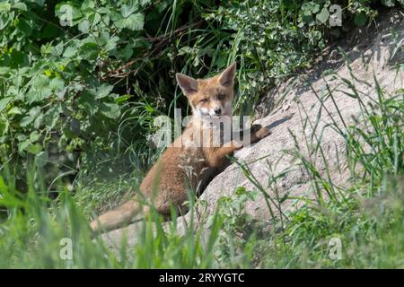 Volpe rossa (Vulpes vulpes), volpe giovane di fronte alla foxhole, Svizzera Foto Stock