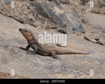 Gran Canaria Giant Lizard (Gallotia stehlini) sulla roccia. Gran Canaria, Spagna Foto Stock