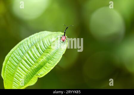 Maschio di Giraffe Weevil, Trachelophorus Giraffa, Ranomafana, Madagascar Foto Stock