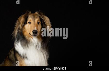 Servizio fotografico al coperto per cani da pecora delle Shetland Foto Stock