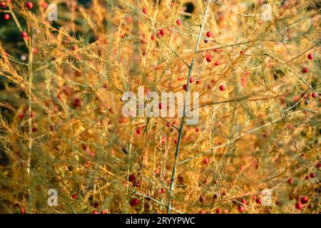 Sfondo autunnale. Asparagus officinalis giallo in autunno Foto Stock