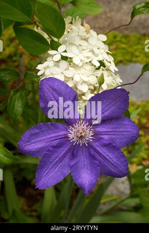 Primo piano di un singolo fiore viola di Lasurstern clematis e petali bianchi di ortensia che fioriscono in un giardino Foto Stock