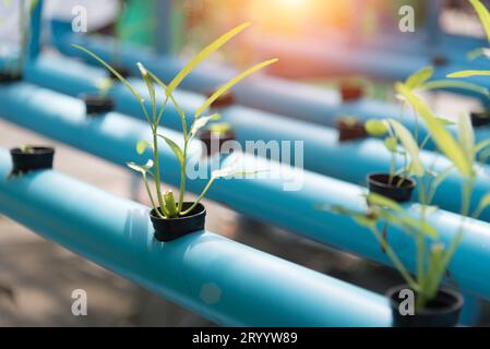 Ortaggi Hydroponics coltivazione in terreni agricoli. Cibo biologico e concetto sano. Nuova tecnologia e agricoltura moderna. Foto Stock