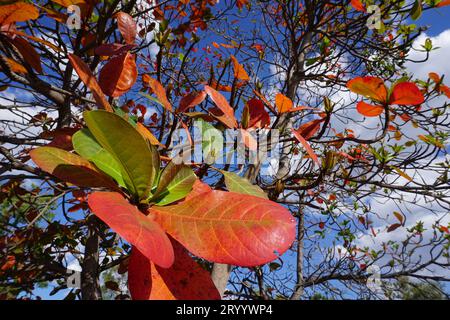 Macro primo piano delle foglie rosse del mandorlo indiano (Terminalia catappa) nell'entroterra del Queensland, Australia Foto Stock