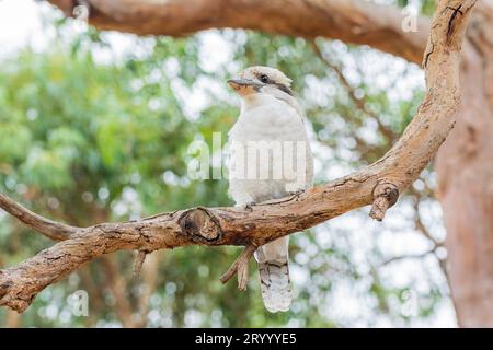 kookaburra australiano seduto sul ramo di un albero ad Anglesea, Victoria, Australia. Foto Stock