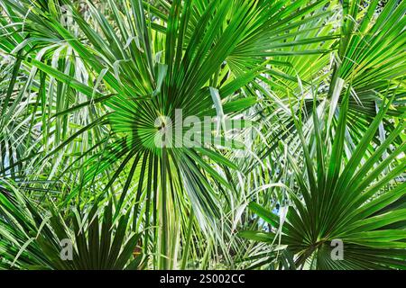Cabbage Tree Palm Leaves Closeup, che mostra le distintive fessure e le foglie a ventaglio. Foto Stock
