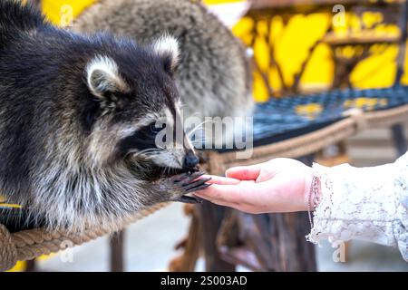 I procioni comuni sono curati, accarezzati e nutriti dalle mani umane negli zoo. I procioni sono un mammifero nativo del Nord America. Questa è la specie più grande Foto Stock