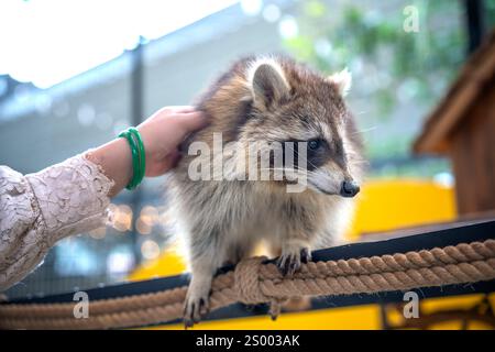 I procioni comuni sono curati, accarezzati e nutriti dalle mani umane negli zoo. I procioni sono un mammifero nativo del Nord America. Questa è la specie più grande Foto Stock