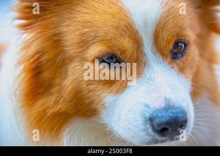 pomerania rossa in casa addomesticata. Sono molto cordiali e buoni, dovrebbero scegliere come animali domestici a casa tua, anche se sono vicini ai bambini Foto Stock