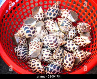 Una lumaca dolce cruda fresca o babylonia areolata in una ciotola d'acqua sono venduti al mercato del pesce nel Vietnam centrale Foto Stock