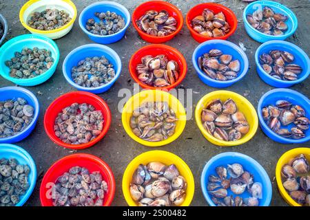Una lumaca dolce cruda fresca o babylonia areolata in una ciotola d'acqua sono venduti al mercato del pesce nel Vietnam centrale Foto Stock