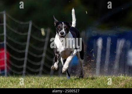 Borderwhippet Mixed Breed Dog Running Lure Course Sprint Dog Sport Foto Stock