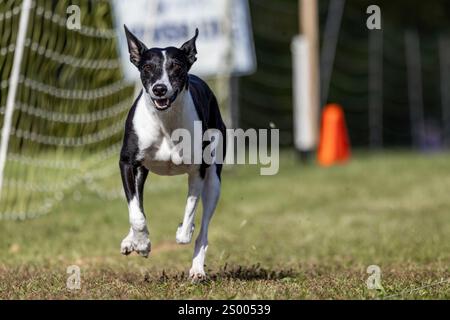 Borderwhippet Mixed Breed Dog Running Lure Course Sprint Dog Sport Foto Stock