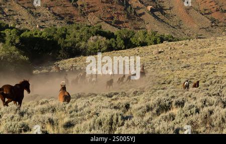 Mandria di cavalli che seguono cowboy attraverso la polvere il giorno d'estate. Foto Stock