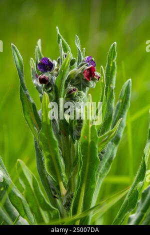 In natura, il Cynoglossum officinale fiorisce tra le erbe. Un primo piano dei fiori colorati del sedum comune in un habitat tipico. Foto Stock