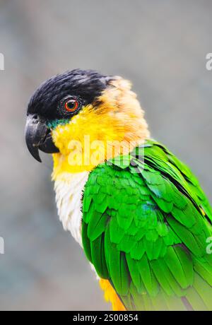 Grazioso ritratto di uccello Caique dalla testa nera Foto Stock