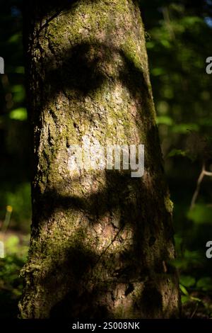 Un albero nella foresta in estate. Dettagli natura. Foto Stock