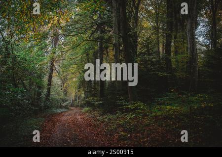 Un sentiero disseminato di foglie attraverso la foresta Foto Stock
