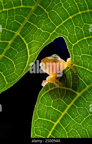 Rana dorata appesa a una foglia Foto Stock