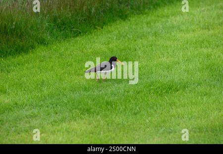 L'oystercatcher eurasiatico (Haematopus ostralegus) è un uccello originario dell'Eurasia e parte dell'Africa. Questa foto è stata scattata in Islanda. Foto Stock