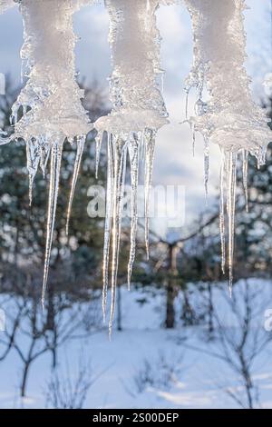 Tre ghiaccioli appesi a un ramo d'albero. I ghiaccioli sono lunghi e sottili, e sono ricoperti di neve. La scena è tranquilla e serena, con l'icic Foto Stock