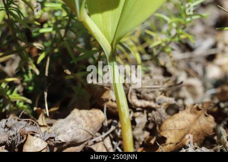 Polygonatum odoratum, Sfumated Solomon's Seal, Angular Solomon's Seal, Asparagaceae. Pianta selvatica sparata in estate. Foto Stock