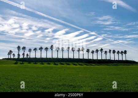 Lunga fila di palme sagomate che gettano una lunga ombra sul campo verde di erba retroilluminato dal sole e dal cielo blu con nuvole di piume Foto Stock