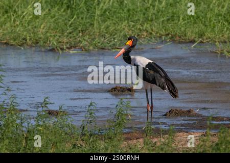 Cicogna a sella (Ephippiorhynchus senegalensis) in acqua Foto Stock