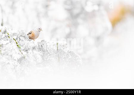 Sulle rocce, ritratto d'arte dell'accentor alpino (Prunella collaris) Foto Stock