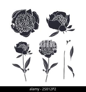 Set di silhouette nere di fiori di peonia e foglie isolate su bianco Illustrazione Vettoriale