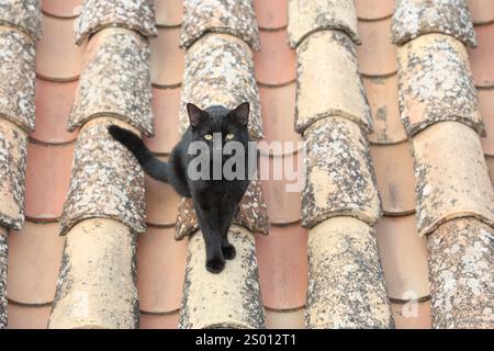 Gatto nero seduto su tegole che guardano verso la macchina fotografica, Mijas, Andalusia, Spagna, Europa Foto Stock