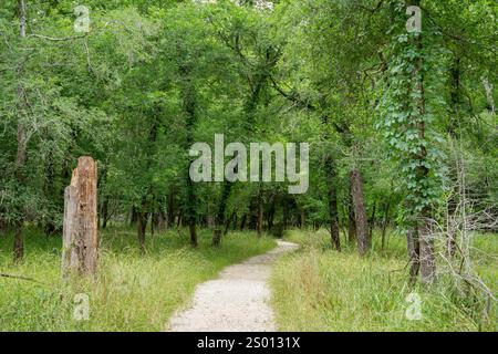 Verde vegetazione primaverile lungo il percorso escursionistico Pilant Slough nel Brazos Bend State Park, Texas. Il sentiero si snoda attraverso la foresta di fondo fino al lago Elm. Foto Stock