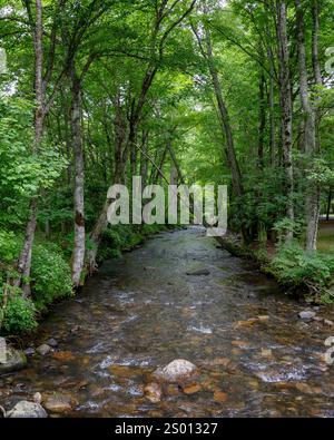 Il fiume Doe, una destinazione popolare per la pesca alla trota, scorre attraverso le foreste del Roan Mountain State Park nel nord-est del Tennessee. Foto Stock