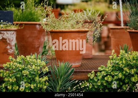 Molte piante in vaso. Nel giardino botanico ci sono molti vasi di fiori su una griglia metallica. Coltivare piante nella serra. Vasi di fiori di argilla rossa all'aperto. Foto Stock