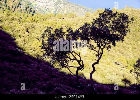 Quercia di Holm (quercus ilex). Mola de Planicia. Banyalbufar. Catena montuosa di Tramuntana. Maiorca. Isole Baleari. Spagna. Foto Stock